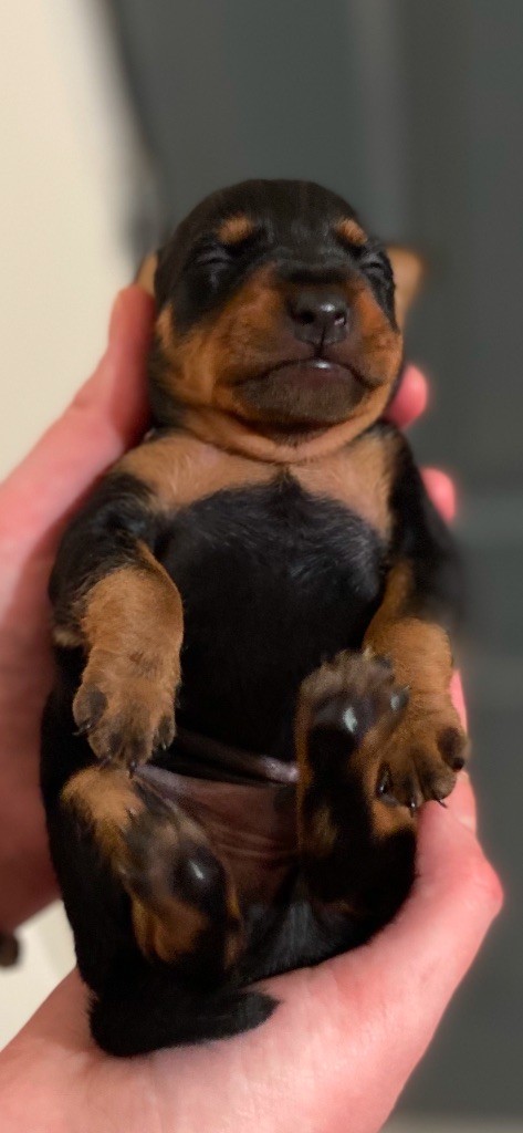 Du Saphir Des Trois Forets - Chiot disponible  - Pinscher nain