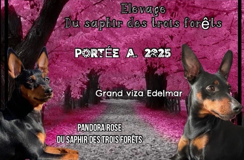 Du Saphir Des Trois Forets - PROCHAINE NAISSANCE FIN AOÛT 2025