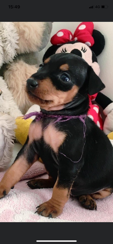 Pandora - rose