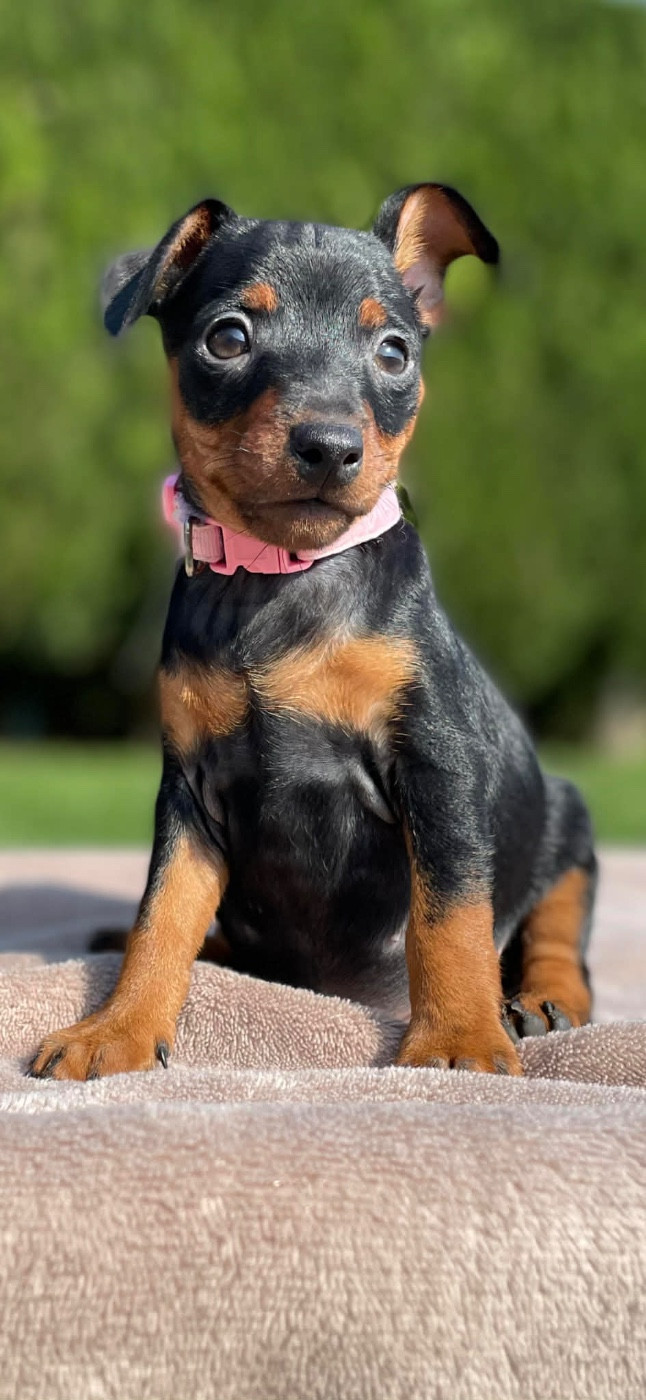 Du Saphir Des Trois Forets - Chiots disponibles - Pinscher nain
