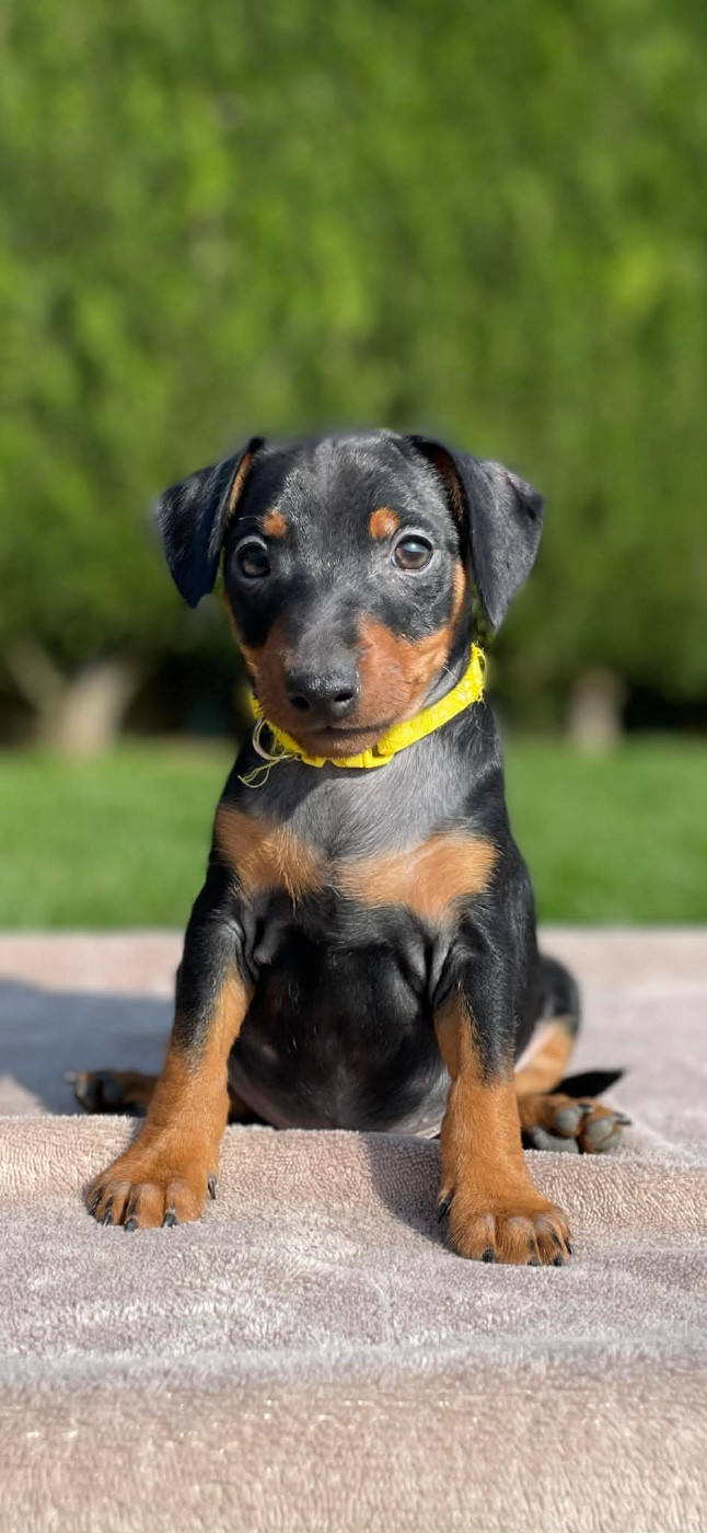 Du Saphir Des Trois Forets - Chiots disponibles - Pinscher nain