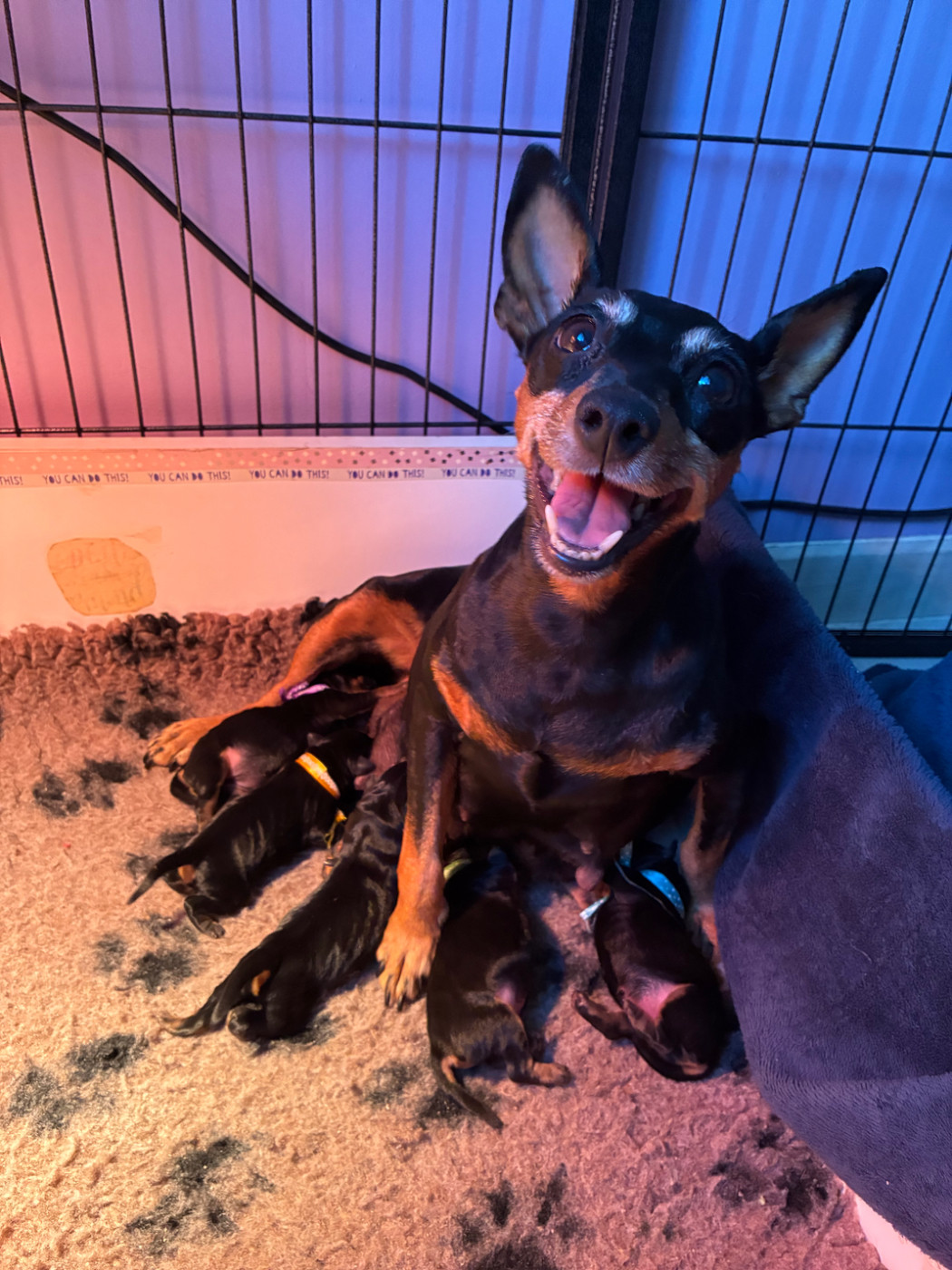 Du Saphir Des Trois Forets - Pinscher nain - Portée née le 09/10/2026