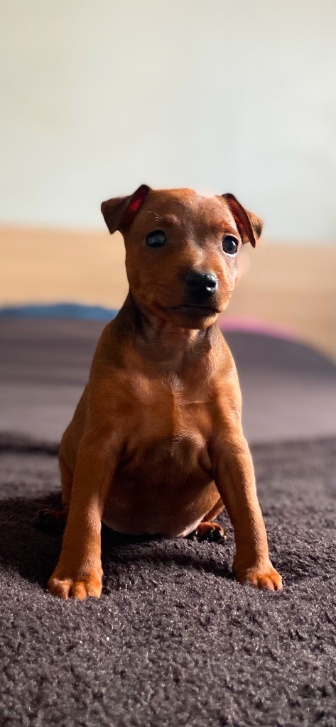 Du Saphir Des Trois Forets - Pinscher nain - Portée née le 30/11/2024