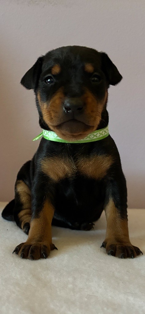 Du Saphir Des Trois Forets - Chiots disponibles - Pinscher nain