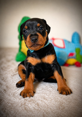 CHIOT 1