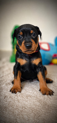 CHIOT 2