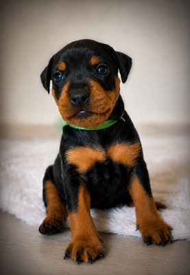 CHIOT 3