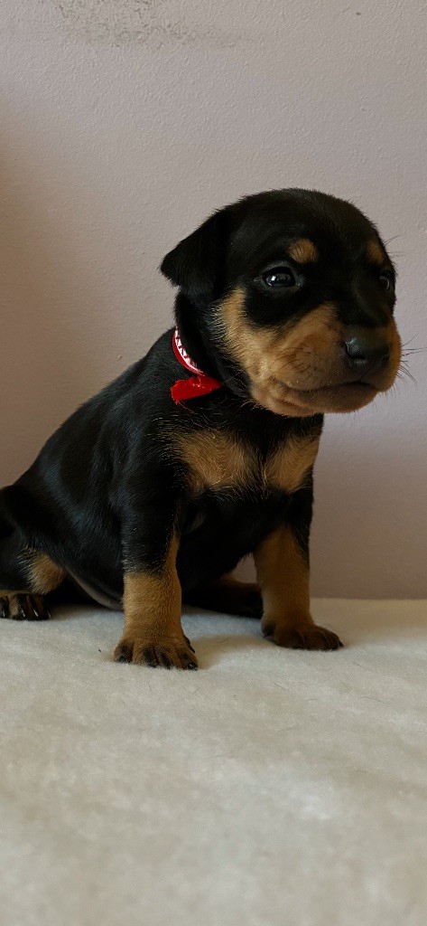 Du Saphir Des Trois Forets - Chiots disponibles - Pinscher nain