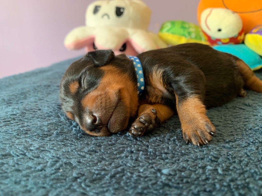 Du Saphir Des Trois Forets - Pinscher nain - Portée née le 19/05/2024