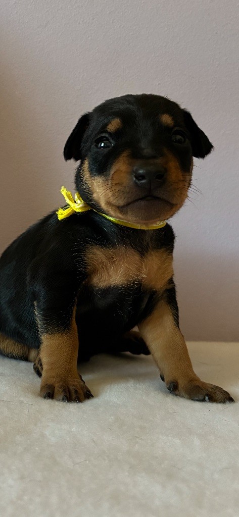 Du Saphir Des Trois Forets - Chiots disponibles - Pinscher nain