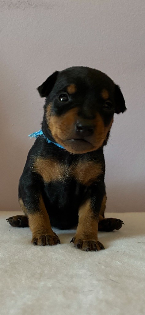 Du Saphir Des Trois Forets - Chiots disponibles - Pinscher nain