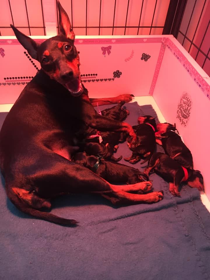 Du Saphir Des Trois Forets - Pinscher nain - Portée née le 25/05/2019