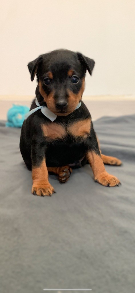Du Saphir Des Trois Forets - Pinscher nain - Portée née le 01/03/2022