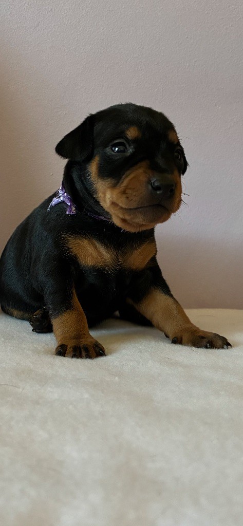 Du Saphir Des Trois Forets - Chiots disponibles - Pinscher nain