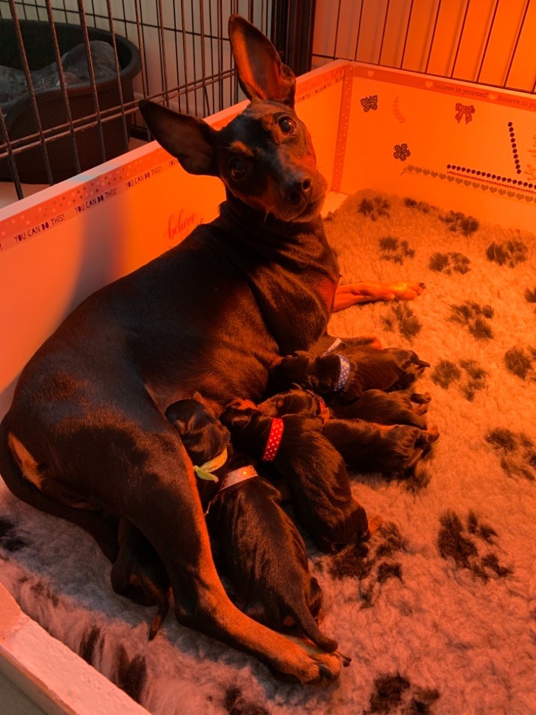 Du Saphir Des Trois Forets - Pinscher nain - Portée née le 04/11/2020