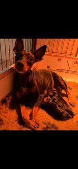 Du Saphir Des Trois Forets - Pinscher nain - Portée née le 20/11/2021